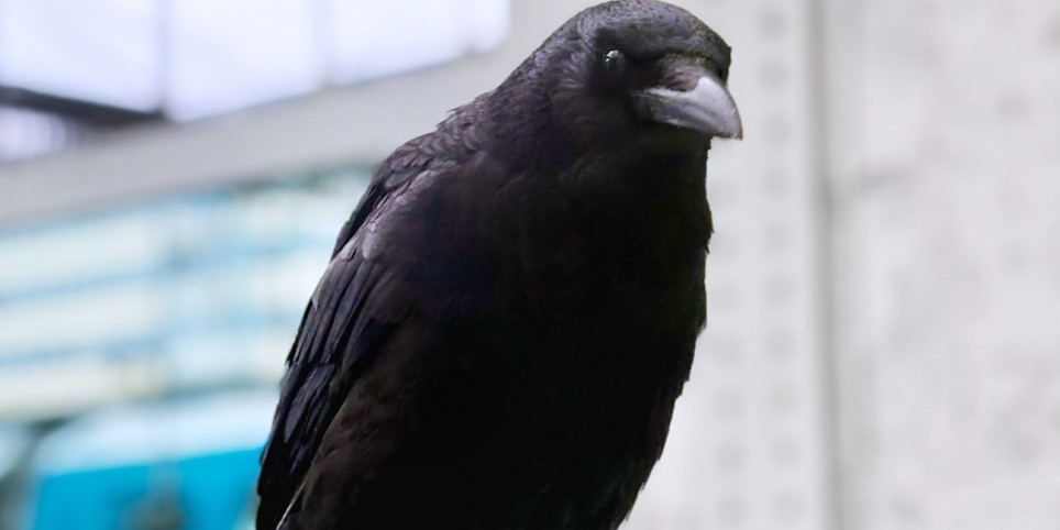 Écho minéral - Théâtre et arts vivants