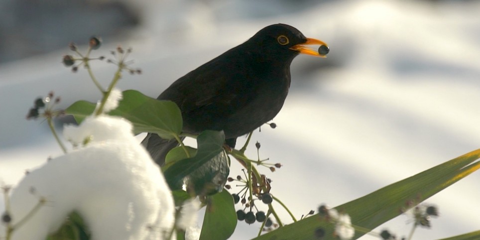 Schulkino Bern - Meine wilden Nachbarn - Cinéma