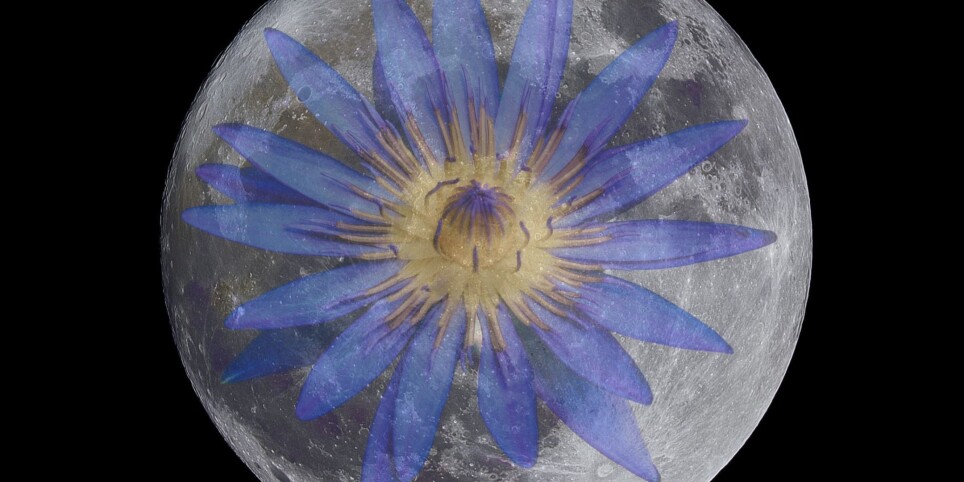 Cérémonie de Pleine Lune (avec Lotus Bleu) - Leisure activities