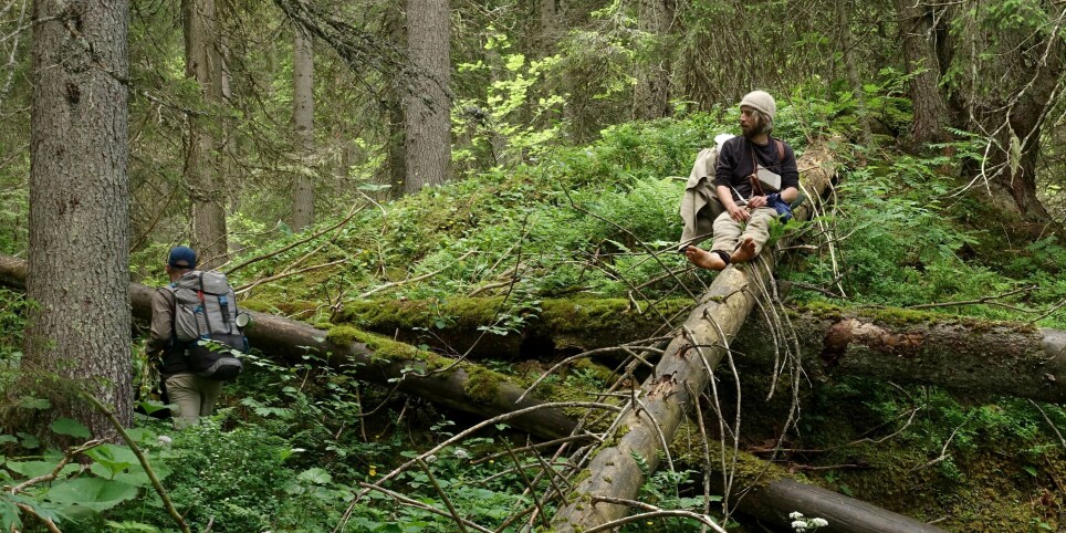 Semaine de vie Sauvage itinérante - Forêt du Risoux - Workshop e stage