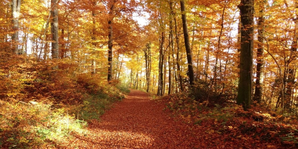 Plantes médicinales d'automne - Ateliers et stages