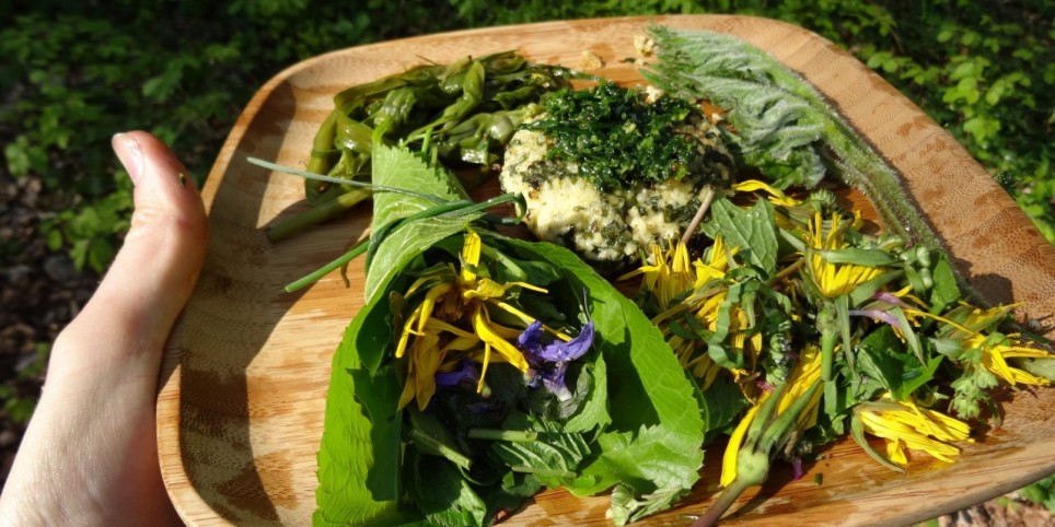 Journée cueillette et cuisine des plantes sauvages - Mauborget - Ateliers et stages