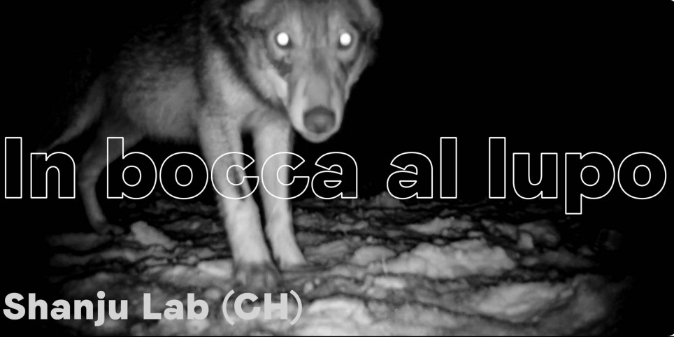 In bocca al lupo - Culture and shows