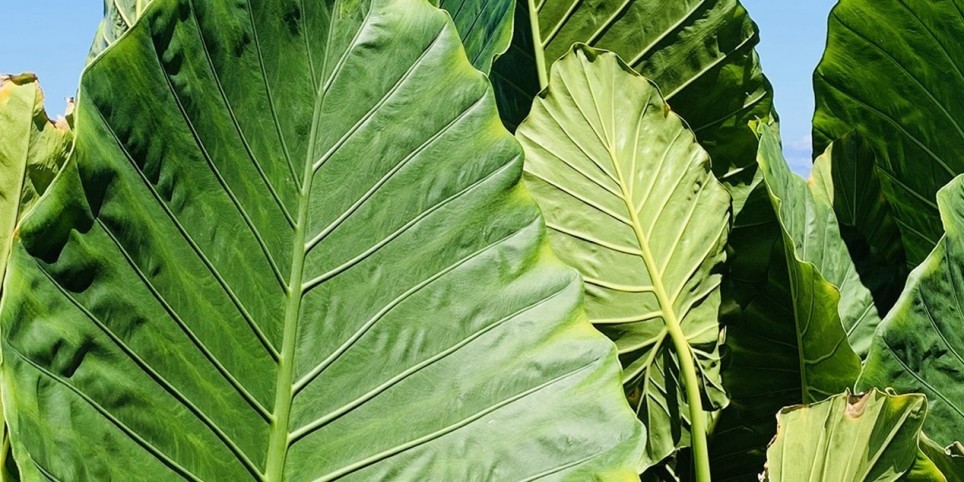 Manger pour penser – autour de Henry IV - Leisure activities