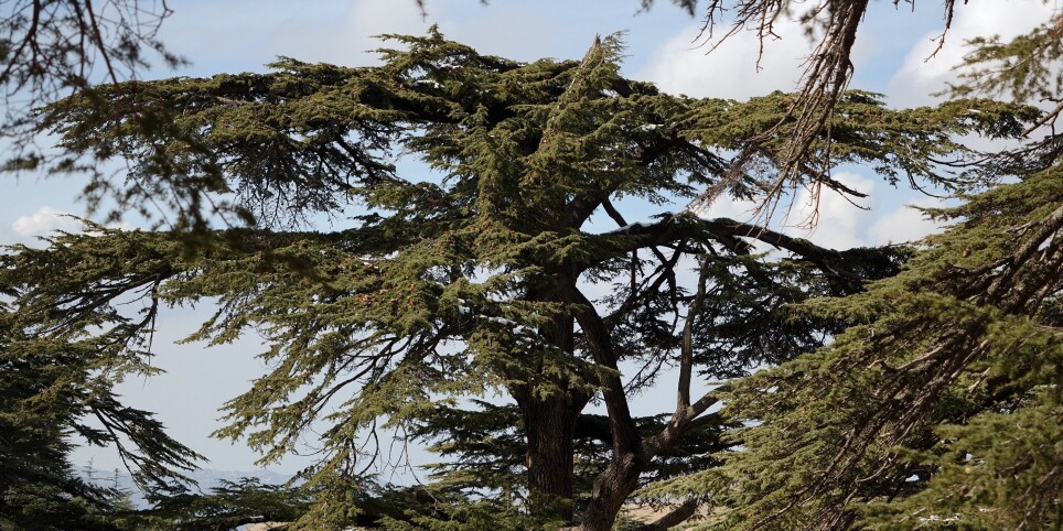 Première du documentaire "La Résilience du Cèdre" - Cinema