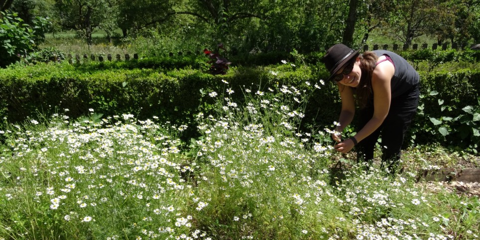 Cultiver et transformer les plantes médicinales - 2026 Module 1 - Planifier ses cultures - Formations