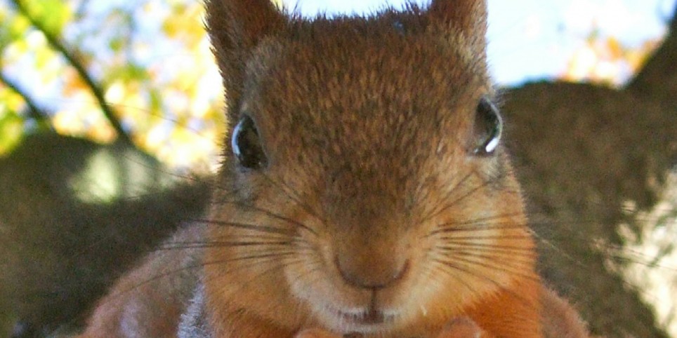 PETITE SAISON - "Il était une fois...le violon" - Concerti