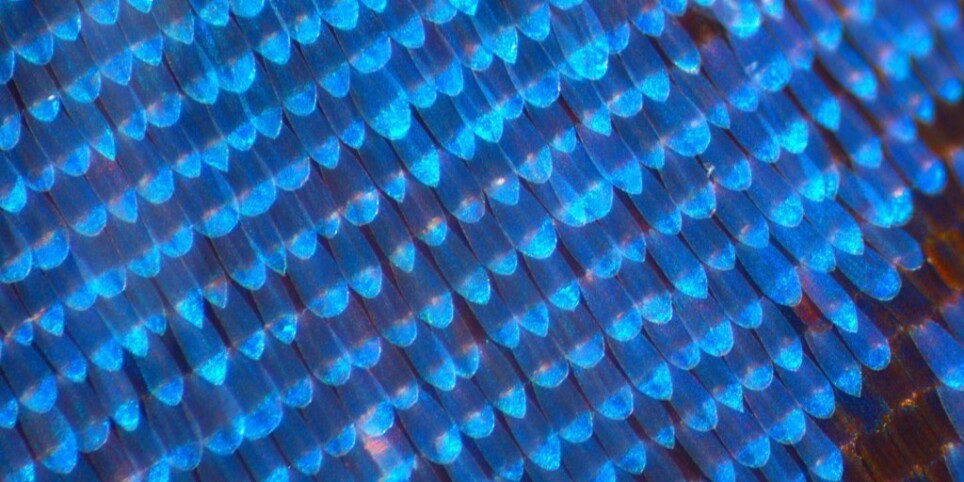 Blue Electricity - Concerts