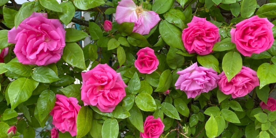 SOCIETEROMANDE DES AMIS DES ROSES ET DE L'HORTICULTURE ASSEMBLEE GENERALE SRARH - Leisure activities