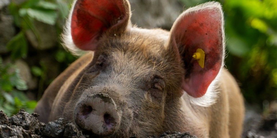 PETITE SAISON - "Porculuce" - Cultura e spettacoli