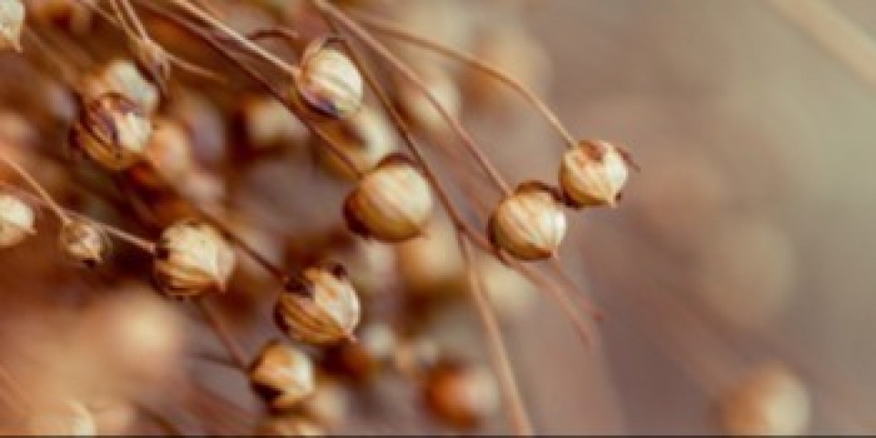 Masterclass : Initiation aux matières textiles : Naturelles & végétales - Workshop e stage