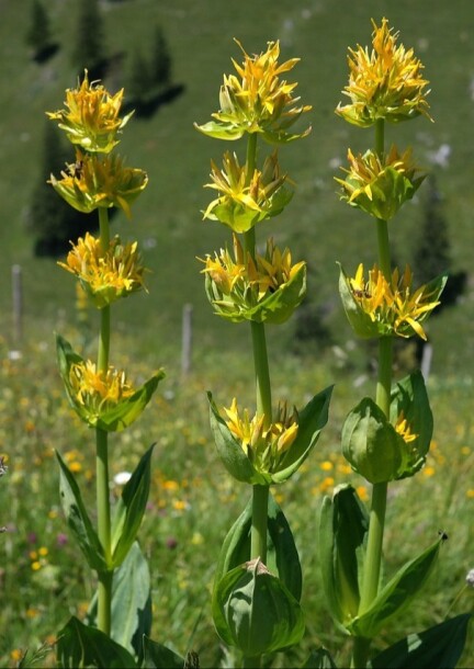 Les plantes de montagne : de la tradition à l’utilisation moderne - Formations
