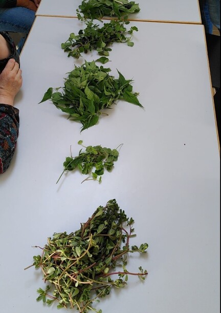 Balade et cueillette de plantes comestibles et confection d'un apéritif - Ateliers et stages - La Julienne - Maison des arts et de la culture - Salle de la Mansarde 2e étage