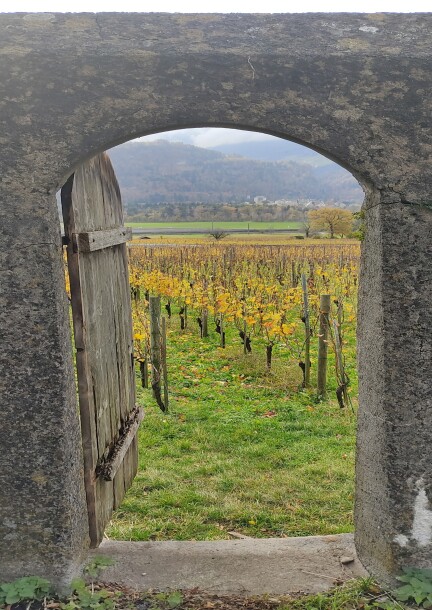 Masterclass — Les vins de Suisse alémanique, avec Tony Lécuroux - Ateliers et stages - Fol'Terre