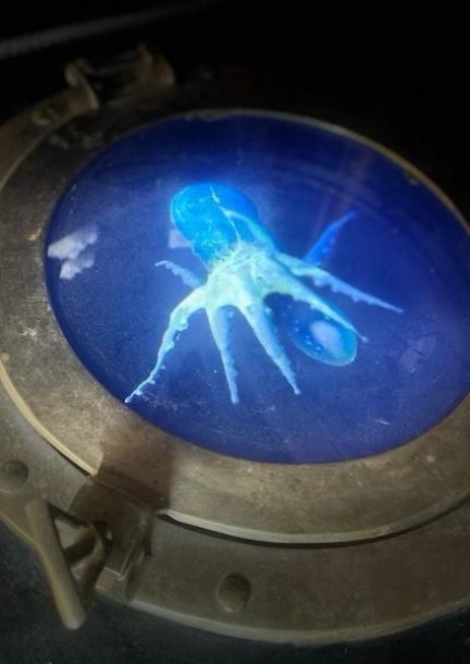 Die Umwelt zum Thema machen:  Familienfreundliche Ausstellung - Expos et musées - Johann Jacobs Museum