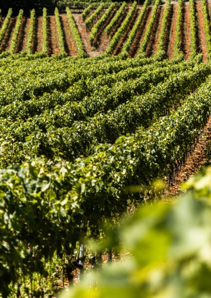 À la rencontre des oiseaux des vignes - Balades et visites - Place des Remparts