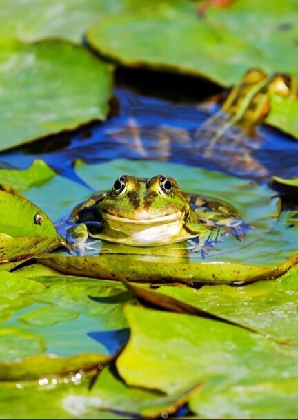 Ateliers 6-8 ans de 9h30 à 11h30 - La métamorphose de la grenouille - Famille