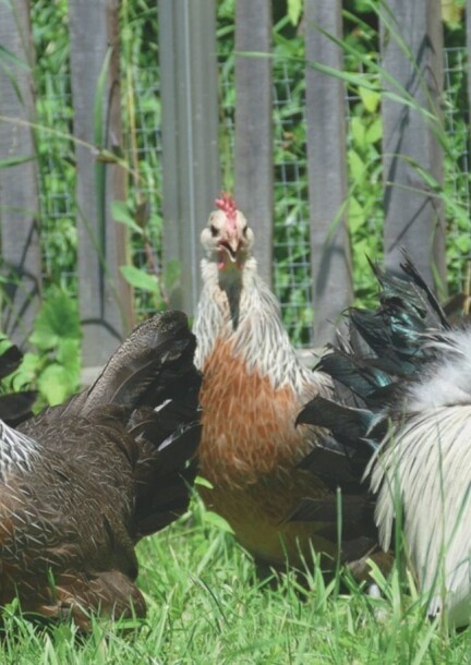 Atelier - Accueillir des poules chez soi - Workshops und Praktika - Oberhergheim