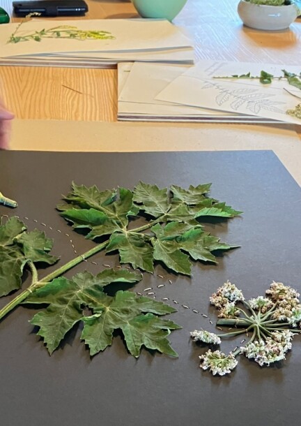 Des plantes à offrir: créer herbiers, cartes et petits objets botaniques - Workshops and courses - Fribourg