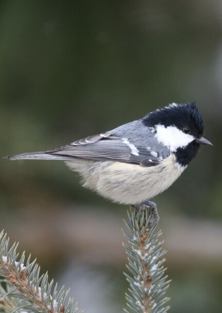 Chant des oiseaux forestiers - Balades et visites - Centre sportif de Mauvernay