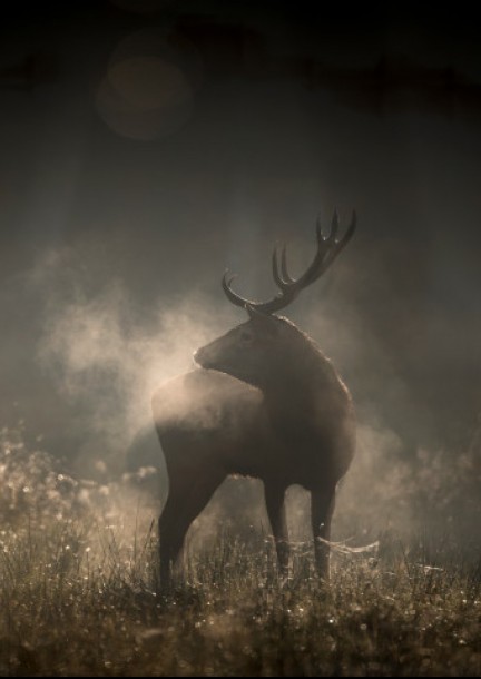 Projection de Noël - Le chant des forêts - Cinéma
