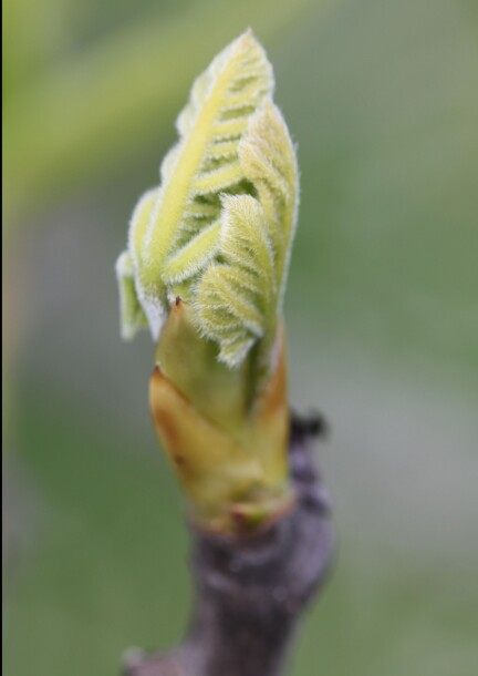 Journée "Du surmenage au renouveau : accompagner la fatigue avec la Gemmothérapie et la Florithérapie" - Talleres y pasantías - Gîte alpage La Chaux