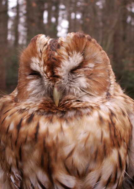 Les chouettes du Jorat, entre nature et croyances - Conferences - Naturéum - Muséum cantonal des sciences naturelles