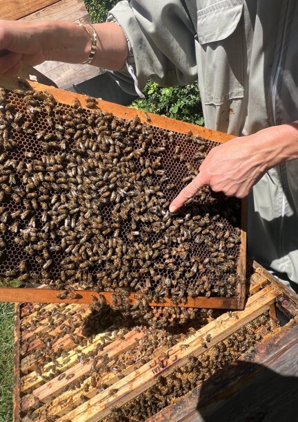 À la découverte du miel, des abeilles… et des saveurs du terroir ! - Svaghi - Maison du Terroir