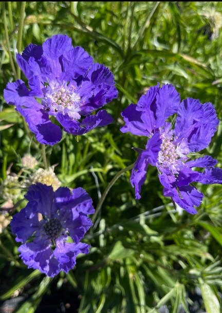 Brunch Nature : L’Éveil des Sens au Cœur des Champs - Paseos y visitas - Sallenoves