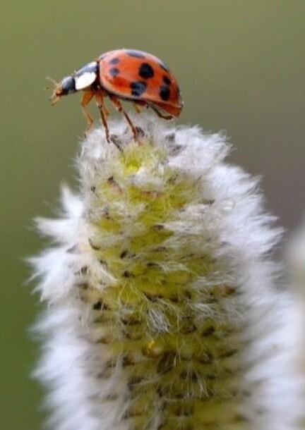 Ateliers 6-8 ans de 9h30 à 11h30 - L'éveil de la nature - Famille