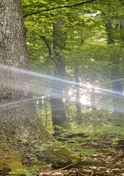 Walk & Reconnect Mai - Ateliers et stages - Lutry