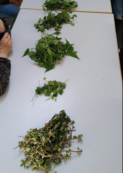 Balade et cueillette de plantes comestibles et confection d'un apéritif - Ateliers et stages - La Julienne - Maison des arts et de la culture - Salle de la Mansarde 2e étage