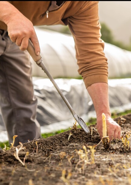 Visite des aspergeraies - Touren und Besuche - Fête de l'asperge (cour d'école de Saillon)