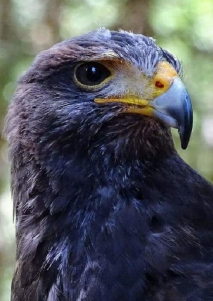 Walk with the birds of prey and brunch in the mountain pasture - Miscellaneous