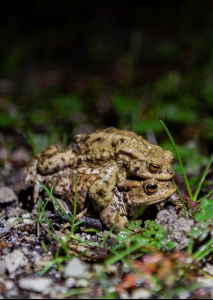 Sortie pour l'écoute des chouettes et l'observation de la faune nocturne - Balades et visites - Centre sportif de Mauvernay