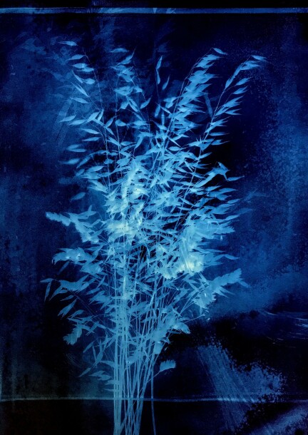 INITIATION À LA CYANOTYPIE - Workshops und Praktika