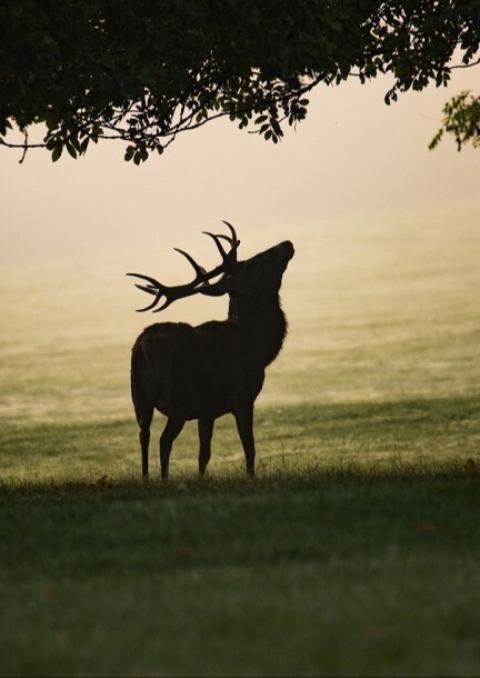 A l'écoute du frissonnant brame du cerf - Paseos y visitas