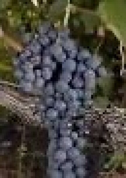 A LA DECOUVERTE DES CEPAGES D'ICI : LA SYRAH - Loisirs - Restaurant Le Tisonnier