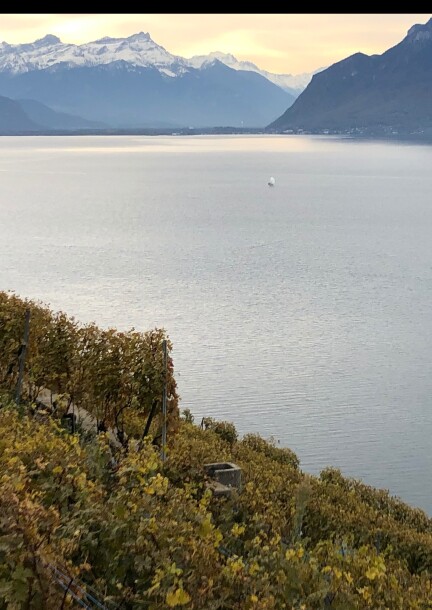 DEGUSTATION DES VINS D'ICI du vigneron - Loisirs - Café Corto, Cinétoile, Malley Lumières, Prilly