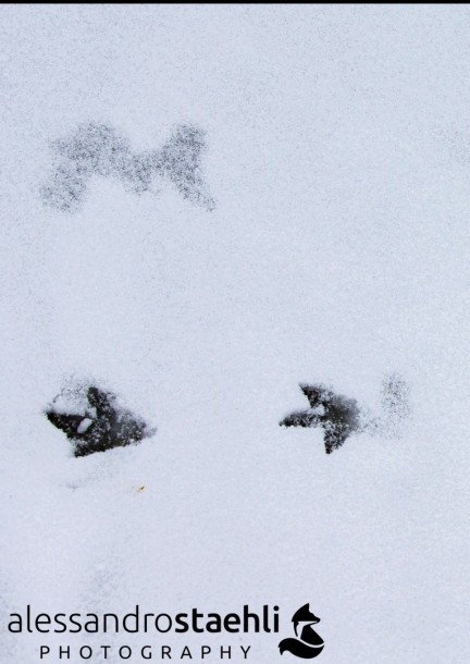 Indices et traces d'animaux 31.01.26 - Balades et visites - Centre sportif de Mauvernay