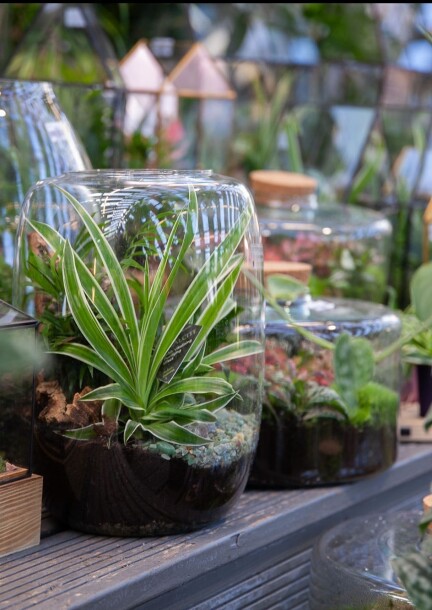 Atelier adulte création de terrarium - Ateliers et stages - Garden Centre Schilliger