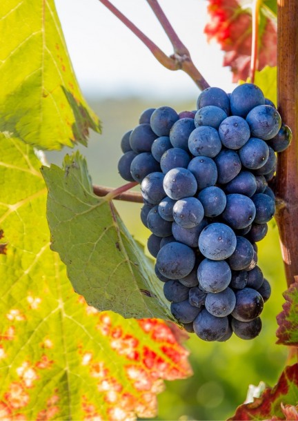 Cours d'Œnologie octobre-novembre 2025 : Initiation et Dégustation - Ateliers et stages