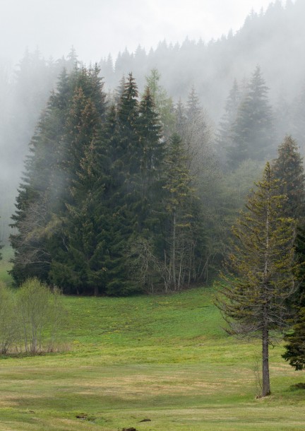 Bain de forêt - Loisirs