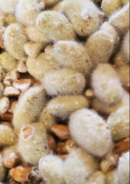 Immersion Koji : Apprendre à cultiver le Koji pour le miso et le shoyu - Ateliers et stages - Ancienne Gare du Creux-des-Biches