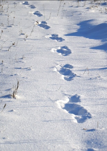 Jeu de piste | Les détectives des neiges - Famiglia