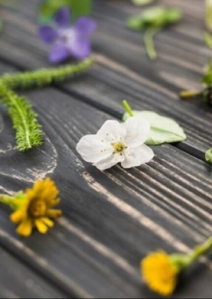 Découverte des plantes sauvages médicinales - Balades et visites - Centre sportif de Mauvernay