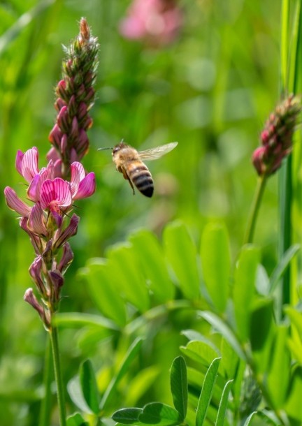 APIDAE – SENSIBILISATION SUR LE DÉCLIN DE LA BIODIVERSITÉ - Conferenze
