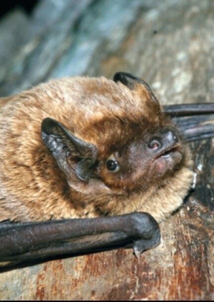 Suivez les reines de la nuit, les chauves-souris ! - Balades et visites - RDV à l'Aula de l'école de Cressy puis sortie au parc des Evaux