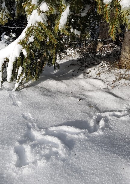 Traces et indices animaux - Famille