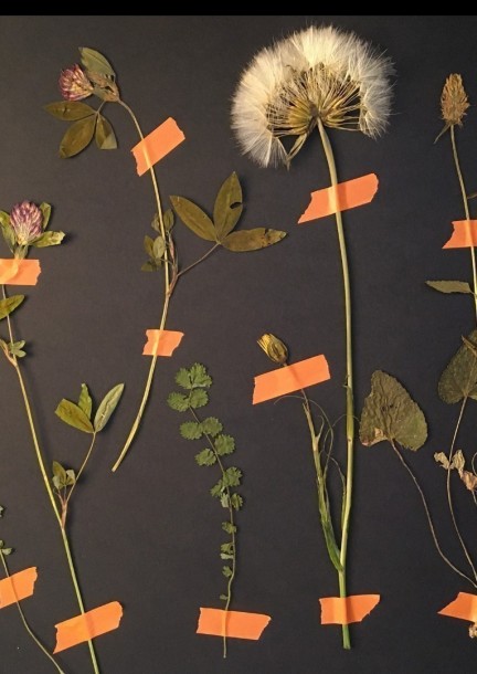 L'Herbier Sauvage - Ateliers et stages